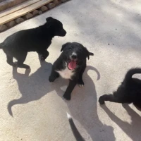 Adopta a Camada Malinois + Border Collie