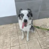 Adopta a Freya