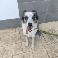 Adopta a Freya