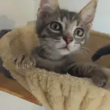 Adopta a Gizmo