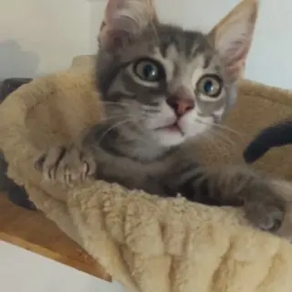 Gizmo