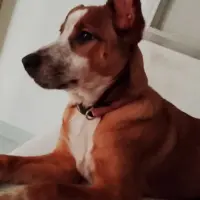 Adopta a Catalina