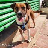 Adopta a Antonio