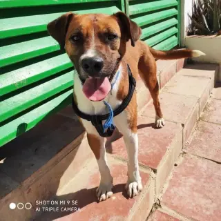 Antonio