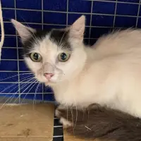 Adopta a Blanc