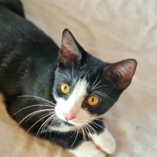 Azrael