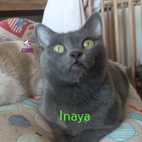 Adopta a Inaya