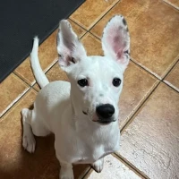 Adopta a Micky