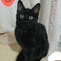 Adopta a Kira