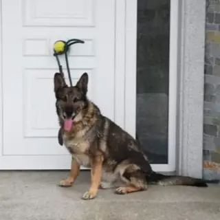 Toby