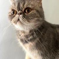 Adopta a David