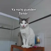 Adopta a Odin
