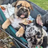 Adopta a Amore Frenchie