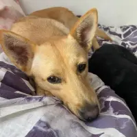 Adopta a Luna
