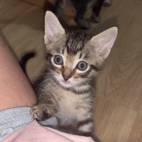 Adopta a Susana