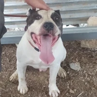 Adopta a Winnie De Pooh