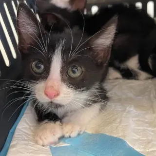Romeo