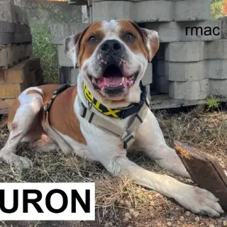 Sauron