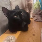 Adopta a Ebano