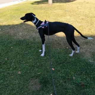 Iris
