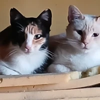 Adopta a Elsa Y Anna