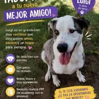 Adopta a Luiggi