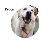 Adopta a Proce
