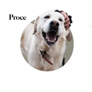 Proce