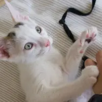 Adopta a Sully