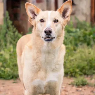 Max