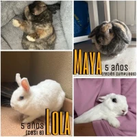 Adopta a Lola Y Maya