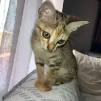 Adopta a Cappuccinas