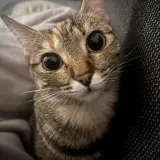 Adopta a Ody & Luna