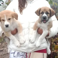 Adopta a Coco, Milo Y Neri