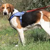 Adopta a Pepet