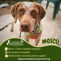 Adopta a Moscú