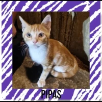 Adopta a Pipas