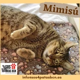 Adopta a Mimisú