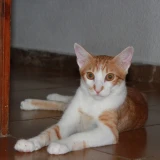 Adopta a Felipe