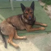 Adopta a Rubble