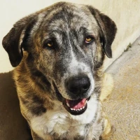 Adopta a Porthos