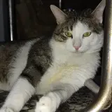 Adopta a Bubi