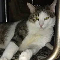 Adopta a Bubi