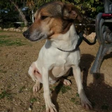 Adopta a Winsy