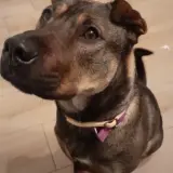 Adopta a Keila
