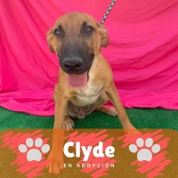Adopta a Clyde