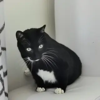 Kaiser