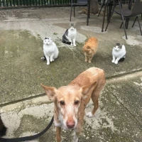 Adopta a Mila Joven Y Cariñosa Tlf 645978718