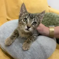 Adopta a Lara