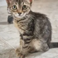 Adopta a Noa
